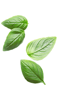 banner-leaf
